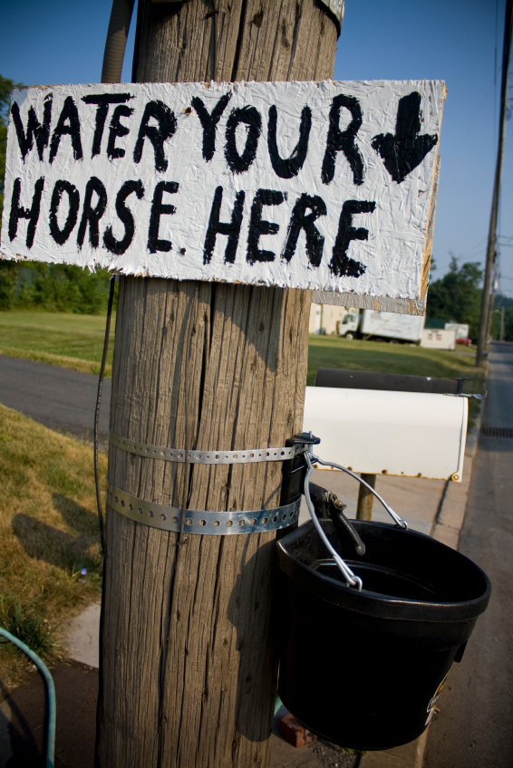 Do You Know How Tricky It Can Be When You Lead A Horse To Water?